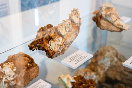 Zgodnejša ledena doba pri nas; nova odkritja (foto Alen Franetič)